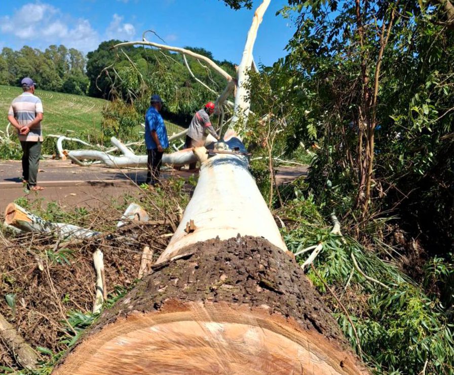 SUPRESSÃO DE ÁRVORE EXIGIU INTERRUPÇÃO DO TRÂNSITO EM RODOVIA ESTADUAL